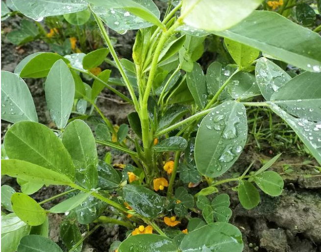 花生如何施基肥和种肥 花生如何施菌肥及微肥