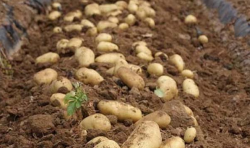 <strong>马铃薯如何种植 马铃薯种植技术要点</strong>