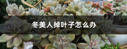 冬美人掉叶子怎么办