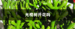 <b>光棍树能开花吗</b>