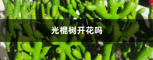 光棍树能开花吗