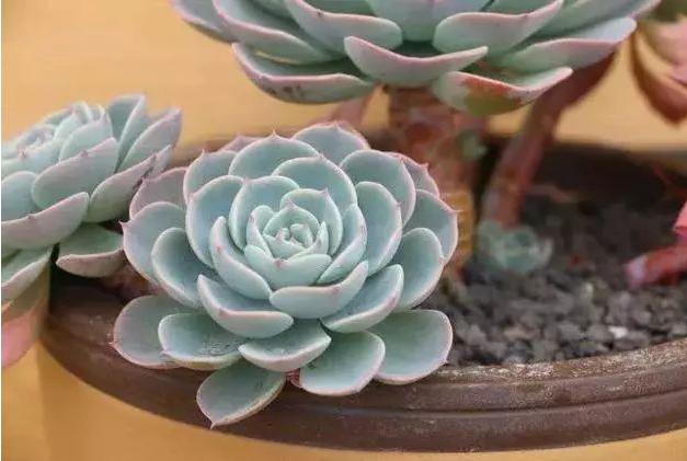 玉蝶的花语是什么
