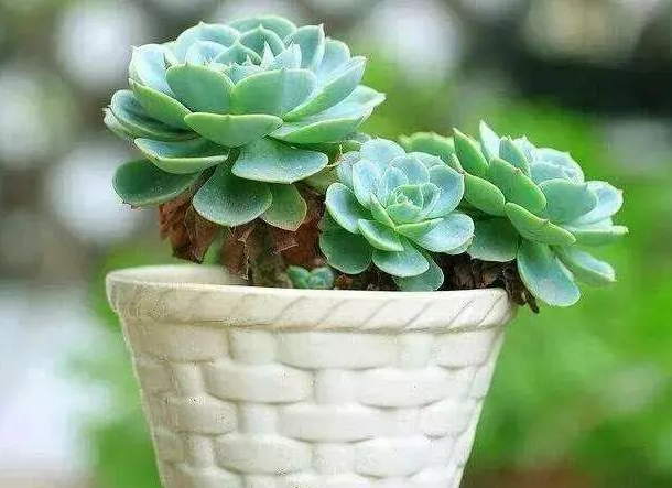 玉蝶的花语是什么