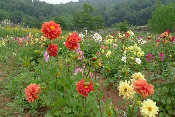 大丽花露地栽植方法 