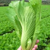 <strong>大头菜和芥菜是不是一种蔬菜</strong>
