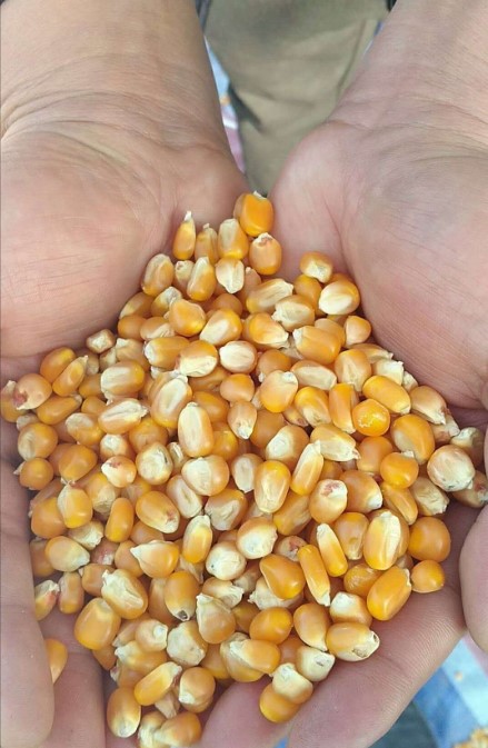 玉米种子发芽率低怎样办