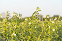 芝麻为什么合理密植能够高产