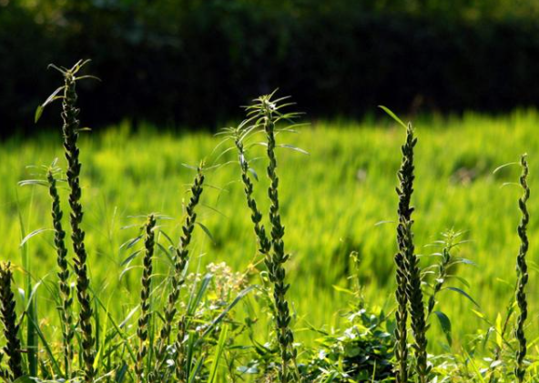 芝麻为什么合理密植能够高产