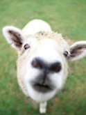 羊疥癣病如何预防