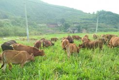  夏季养牛技术要点