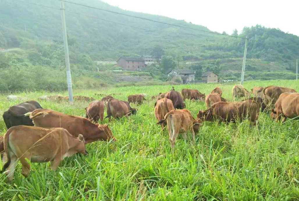  夏季养牛技术要点