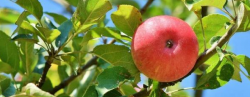 苹果果园施基肥有哪些（如何达到最佳效果）