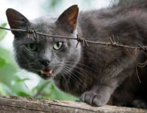 <strong>猫应激怎么办-如何处理</strong>