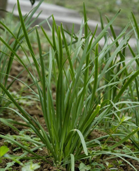 适合立冬种植的蔬菜品种有哪些?