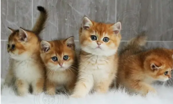 <strong>刚养的小猫不肯吃东西怎么办？</strong>