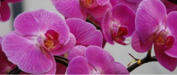 紫色蝴蝶兰花语是什么