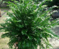 南方红豆杉移植种不活是什么原因—如何解决