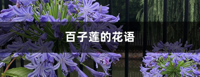 百子莲的花语和寓意—适合送给什么人