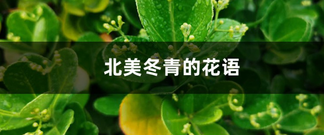 北美冬青的花语和寓意—适合送给什么人