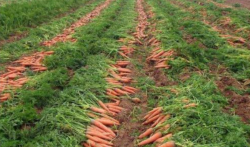 懒人种胡萝卜应该怎么种？