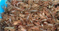 水草对小龙虾养殖有什么作用？