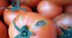 西红柿炭疽病的防治方法有哪些？