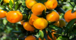 阴雨天气对柑橘的影响及应对措施