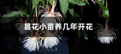 <b>昙花小苗养几年开花！小苗需要晒太阳吗</b>