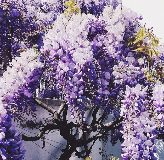 紫藤花的花语是什么?紫藤花的寓意和象征