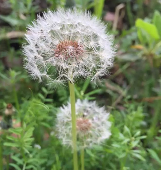 盘点十种既悲伤又虐心的花语的花