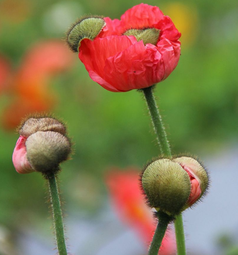 盘点十种既悲伤又虐心的花语的花