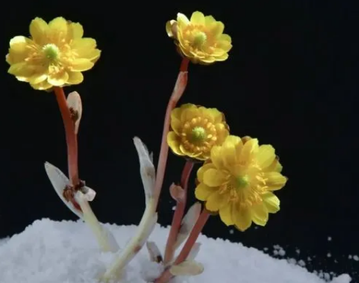 冰凌花怎么养！冰凌花的花语