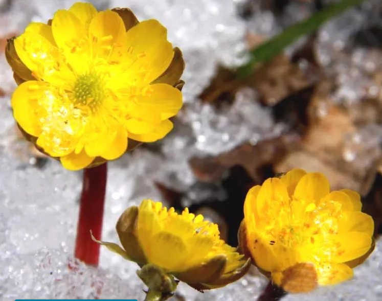 冰凌花怎么养！冰凌花的花语