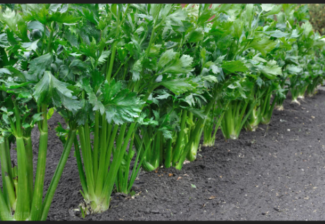 芹菜怎么种？芹菜什么时候种植好