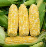 玉米种植技巧要点早知道，高产不是难题