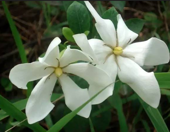 栀子花的花语是什么？它的象征寓意是什么？