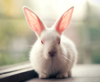养兔子注意事项及兔子喝水就会死？
