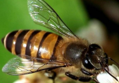 <strong>这五种引蜜蜂的技巧，你知道几个？</strong>