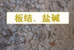 <strong>大棚地的盐害的防治措施</strong>