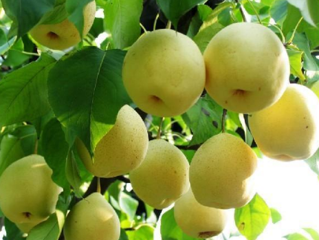 梨树出现僵果的原因是什么？