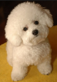 <strong>贵宾犬分为几个品种？体型都一样吗？</strong>