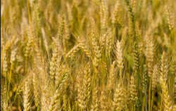 <strong>小麦种植管理要点</strong>