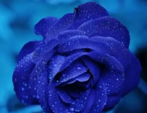 <strong>蓝色妖姬的花语是什么？看了你想到送给谁了吗？</strong>
