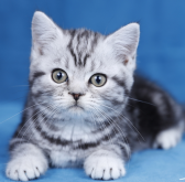 <strong>美国短毛猫有几种花色呢？</strong>