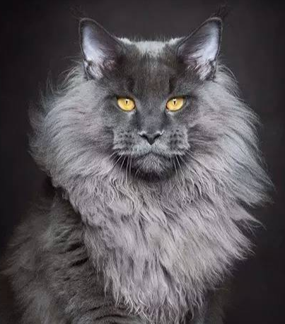 缅因猫的优缺点你知道吗?不要盲目饲养