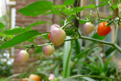 七彩椒的种植时间和种植要点