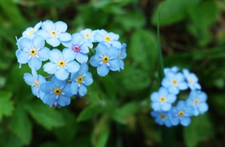 12星座的守护花卉都是哪些？它们的花语是什么？