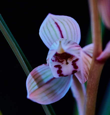 12星座的守护花卉都是哪些？它们的花语是什么？