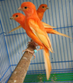 <strong>芙蓉鸟是什么鸟？用什么饲料喂养最好？</strong>