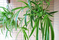 这四种去甲醛的植物，你家有养吗？